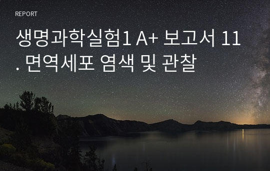 생명과학실험1 A+ 보고서 11. 면역세포 염색 및 관찰