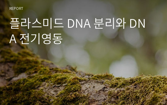 플라스미드 DNA 분리와 DNA 전기영동