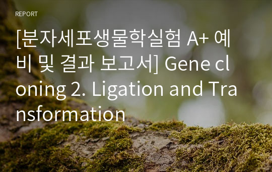 [분자세포생물학실험 A+ 예비 및 결과 보고서] Gene cloning 2. Ligation and Transformation