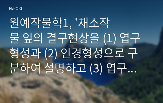 원예작물학1, &#039;채소작물 잎의 결구현상을 (1) 엽구형성과 (2) 인경형성으로 구분하여 설명하고 (3) 엽구의 종류와 품종에 따른 차이와 (4) 엽구형성에 미치는 내적외적 요인을 설명하고 (5) 마늘과 양파의 인경구 형성 차이를 설명하라.&#039;