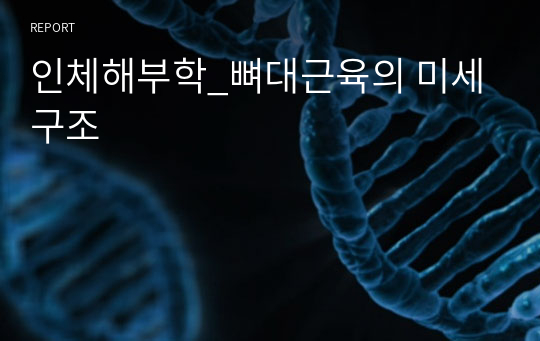 인체해부학_뼈대근육의 미세구조