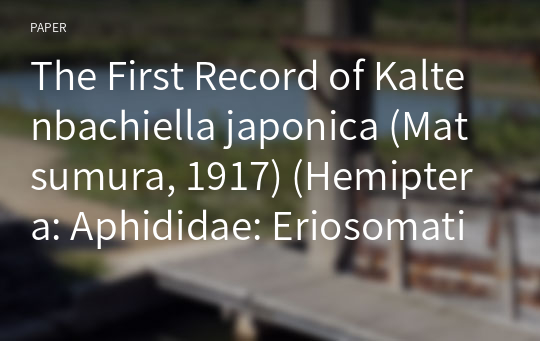 The First Record of Kaltenbachiella japonica (Matsumura, 1917) (Hemiptera: Aphididae: Eriosomatinae) from Korea