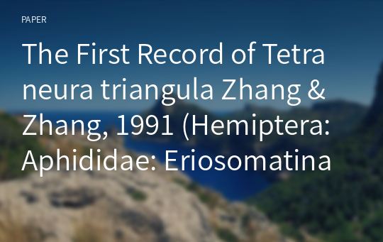 The First Record of Tetraneura triangula Zhang &amp; Zhang, 1991 (Hemiptera: Aphididae: Eriosomatinae) from Korea