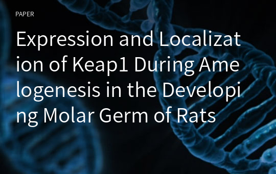 Expression and Localization of Keap1 During Amelogenesis in the Developing Molar Germ of Rats