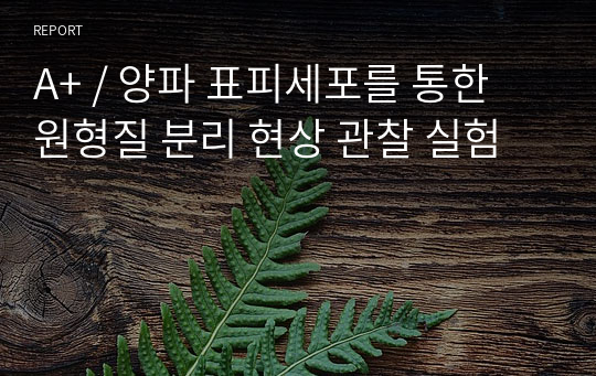 A+ / 양파 표피세포를 통한 원형질 분리 현상 관찰 실험