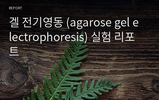 겔 전기영동 (agarose gel electrophoresis) 실험 리포트