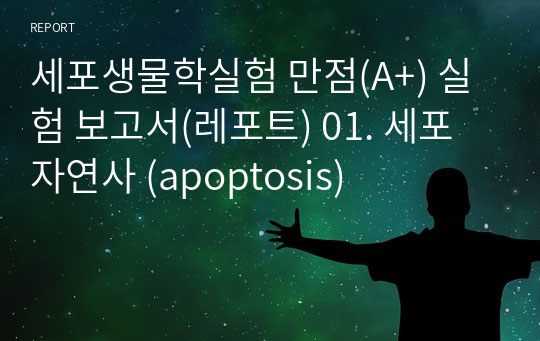 세포생물학실험 만점(A+) 실험 보고서(레포트) 01. 세포자연사 (apoptosis)