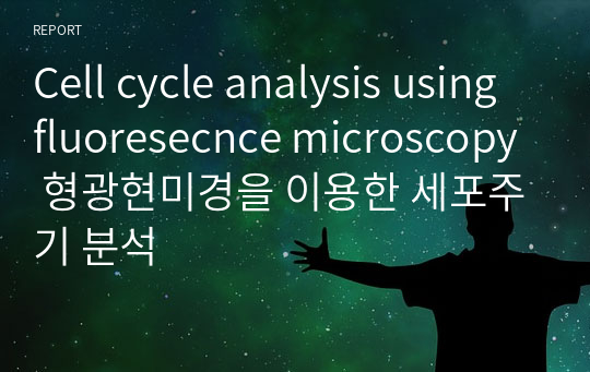 Cell cycle analysis using fluoresecnce microscopy 형광현미경을 이용한 세포주기 분석