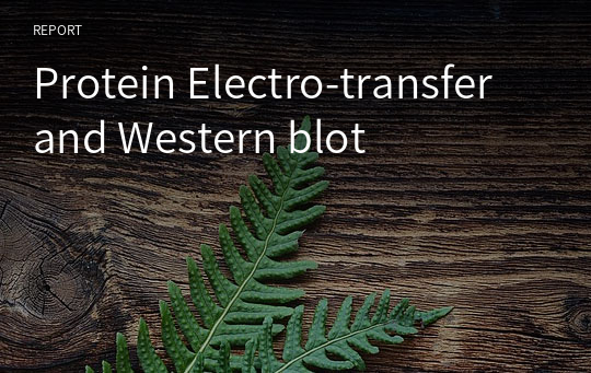 Protein Electro-transfer and Western blot