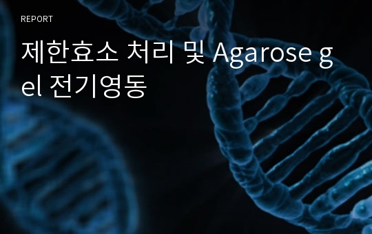 제한효소 처리 및 Agarose gel 전기영동