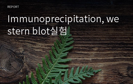 Immunoprecipitation, western blot실험