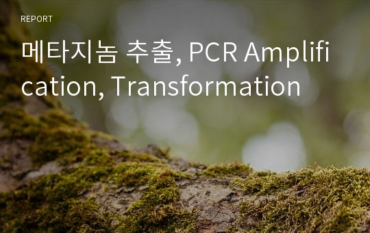 메타지놈 추출, PCR Amplification, Transformation