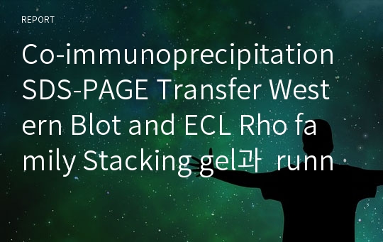 Co-immunoprecipitation SDS-PAGE Transfer Western Blot and ECL Rho family Stacking gel과  running gel의 pH차이