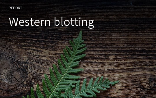 Western blotting