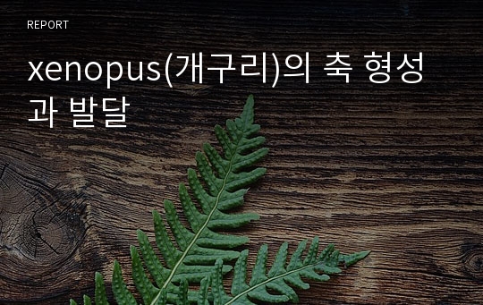 xenopus(개구리)의 축 형성과 발달