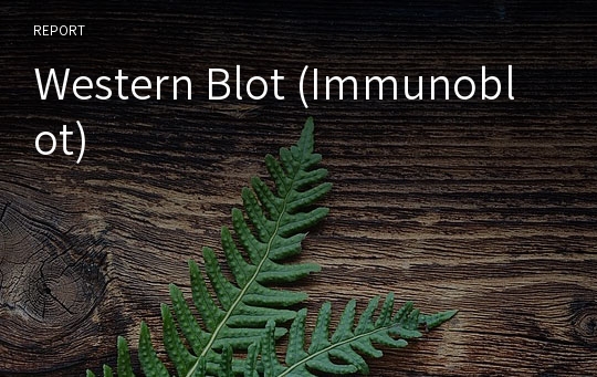 Western Blot (Immunoblot)