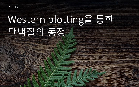 Western blotting을 통한 단백질의 동정