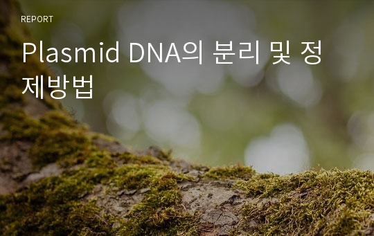 Plasmid DNA의 분리 및 정제방법
