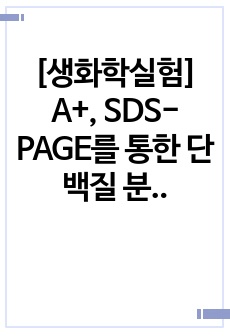 [생화학실험] A+, SDS-PAGE를 통한 단백질 분리 실험