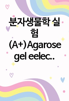 분자생물학 실험 (A+)Agarose gel eelectrophoresis 결과보고서