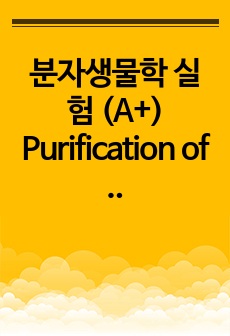 분자생물학 실험 (A+) Purification of plasimid from bacterial cells 결과보고서